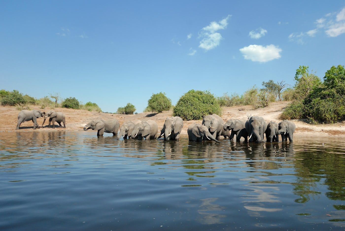 Chobe national park