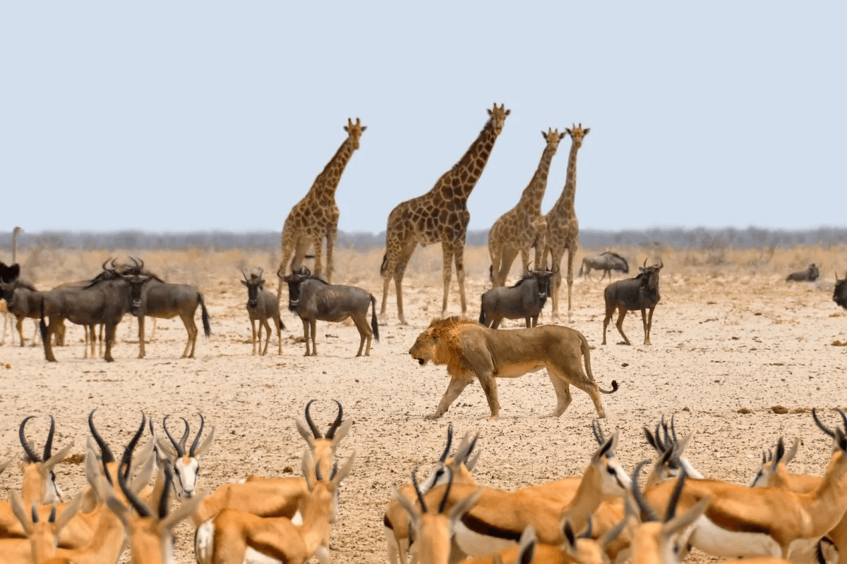 Namibia’s-Ultimate-Safari-Destination.jpg