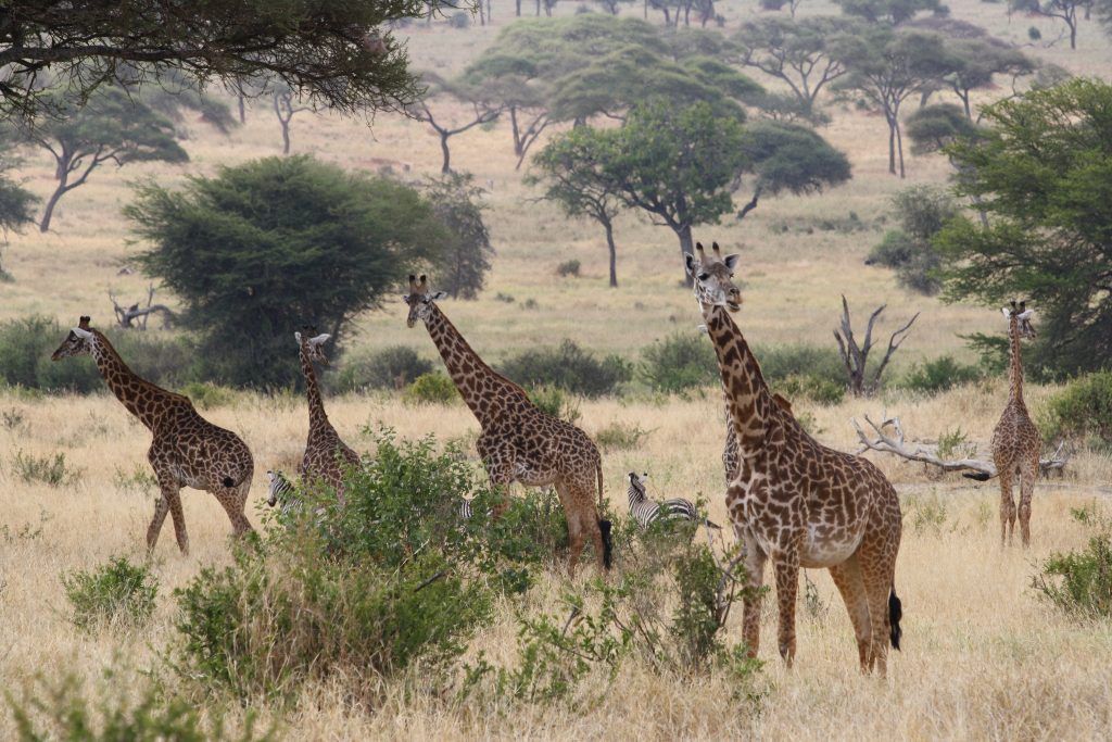 Tanzania Safari