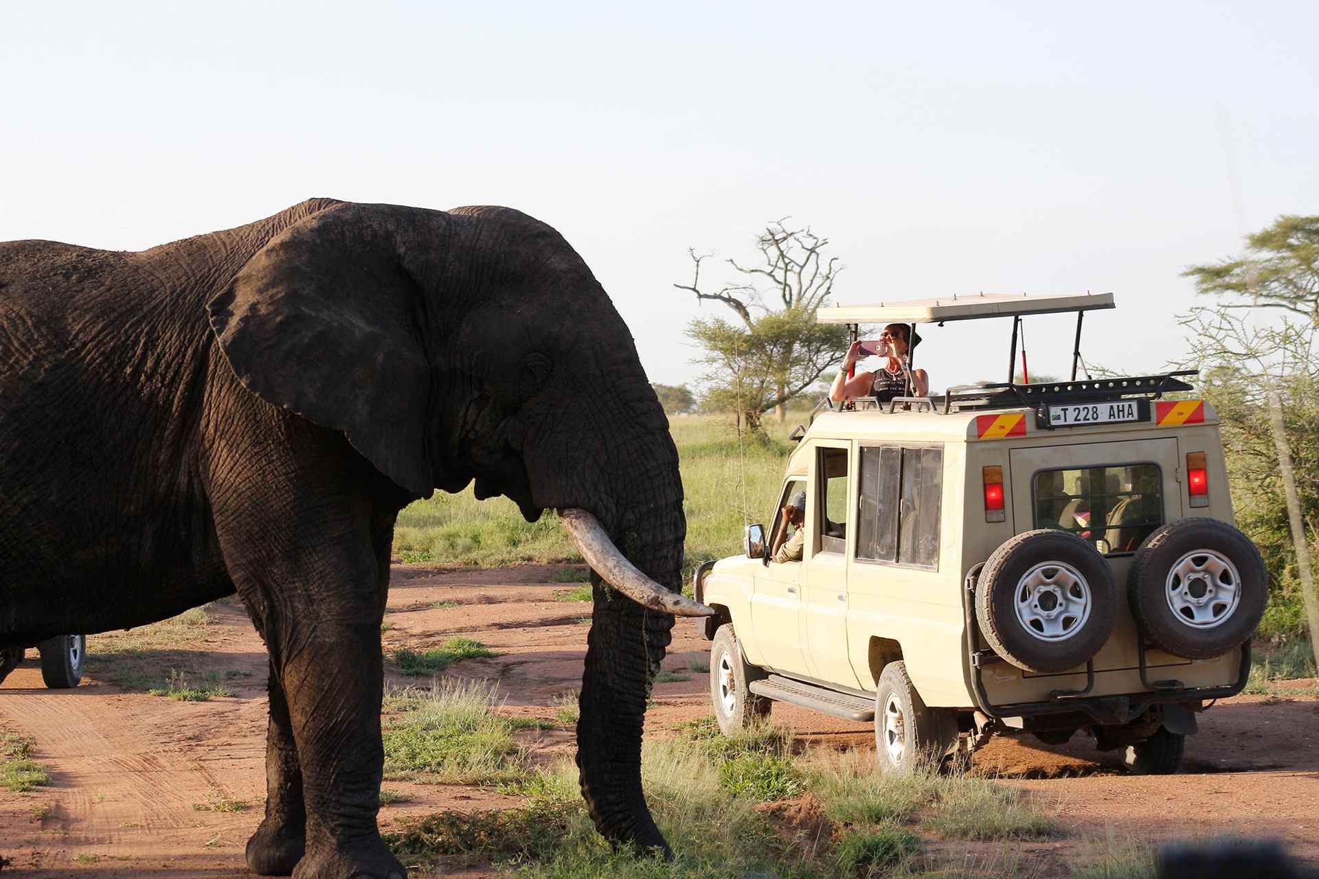 Tanzania Safari