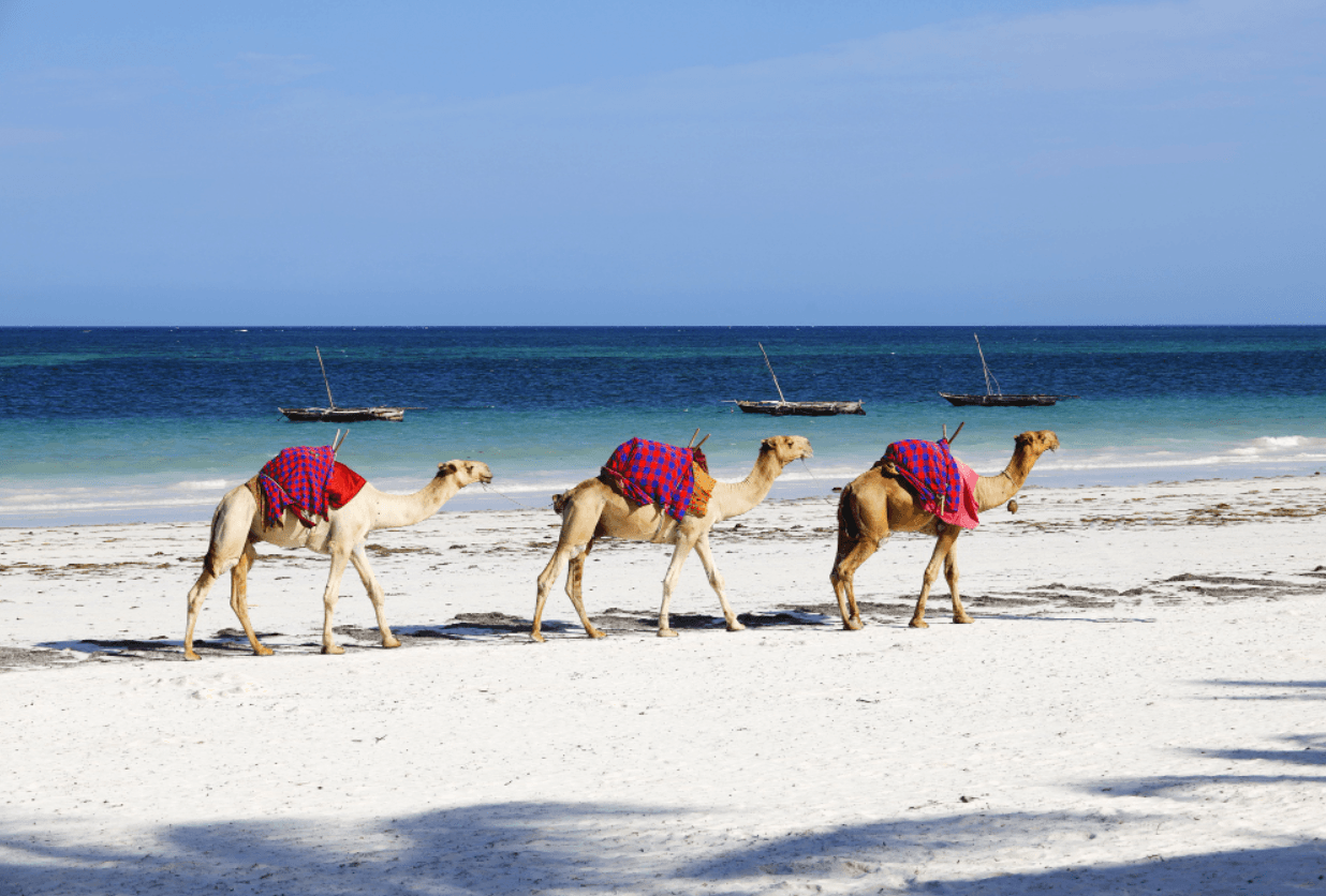 camel-ride-scene-in-essasouira
